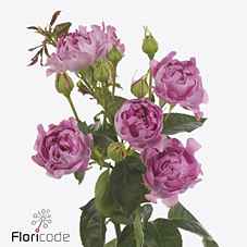 Срезанные цветы оптом Rosa sp hashtags new look от 24шт из Голландии с доставкой по России