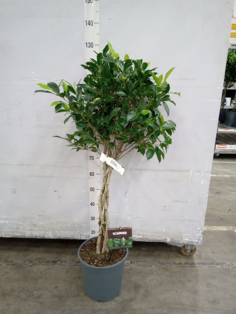 Горшечные цветы и растения оптом Ficus Microcarpa   ... от 1шт из Голландии с доставкой по России