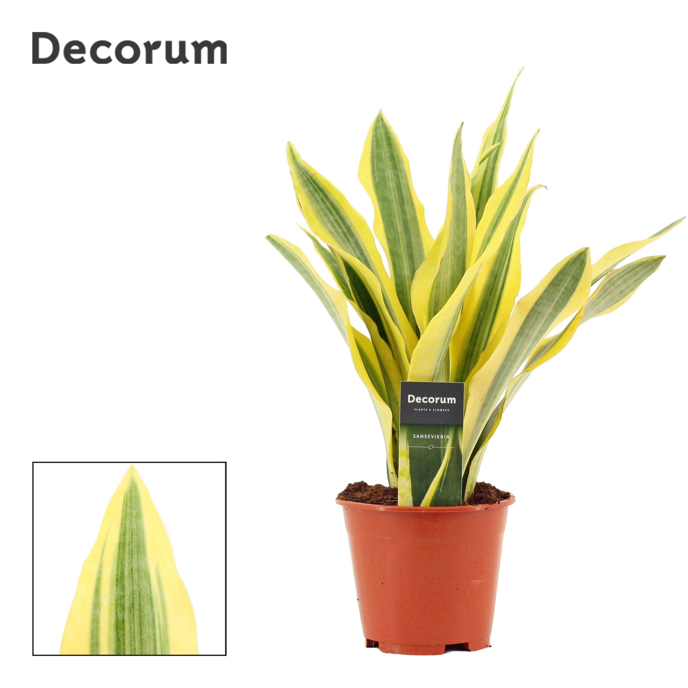 Горшечные цветы и растения оптом Sansevieria Aubrytiana Yellowstone (decorum) от 7шт из Голландии с доставкой по России