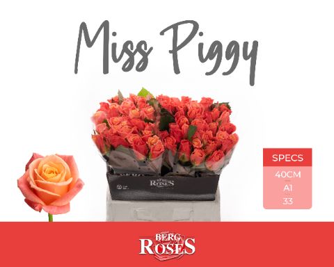 Срезанные цветы оптом Rosa large miss piggy от 80шт из Голландии с доставкой по России