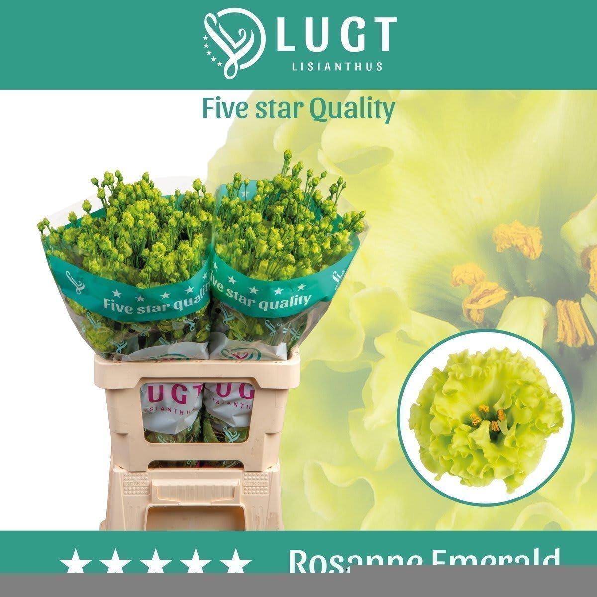 Срезанные цветы оптом Lisianthus do rosanne emerald от 20шт из Голландии с доставкой по России