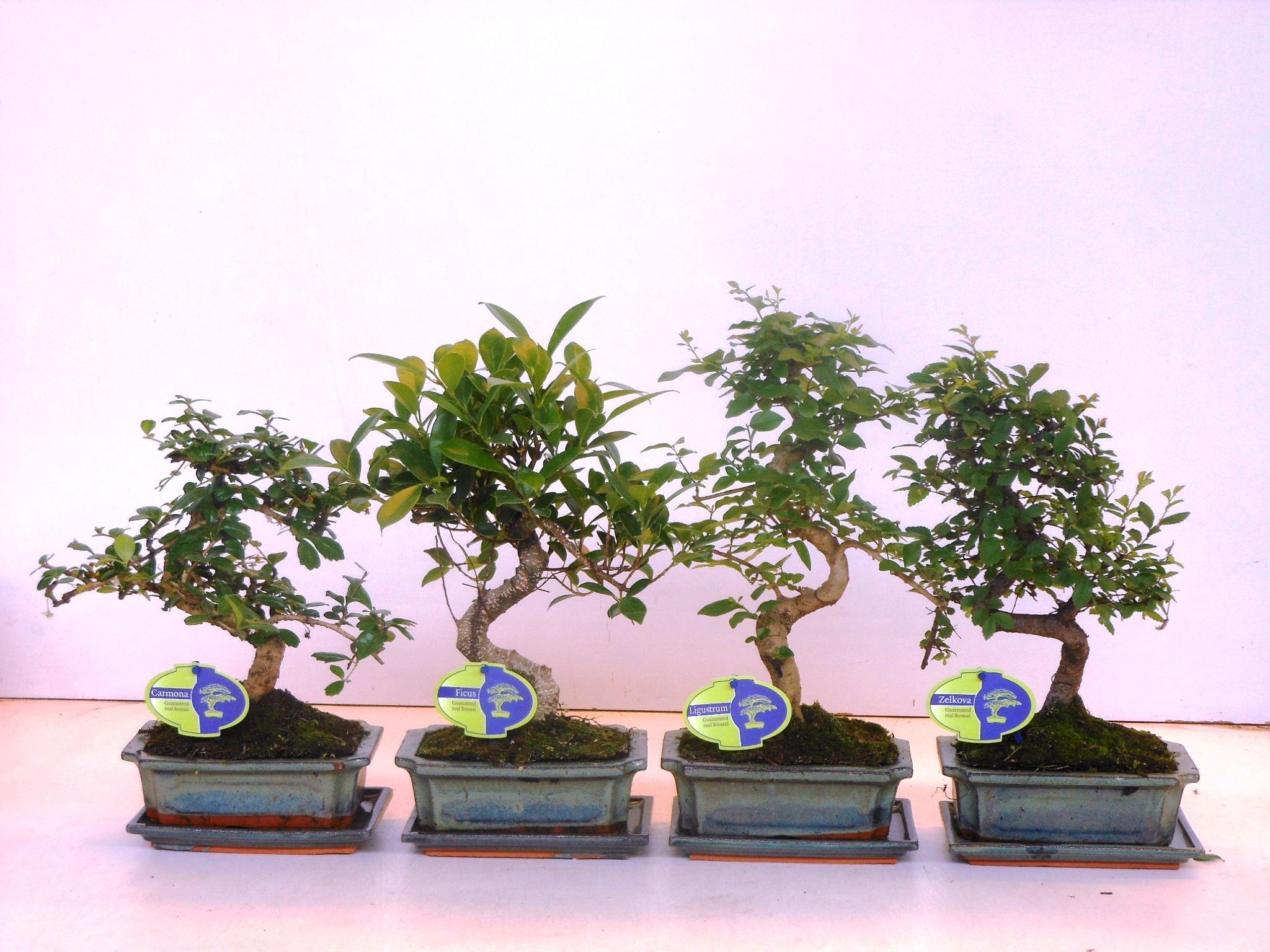 Горшечные цветы и растения оптом Bonsai Mix Shape With Drip Tray от 6шт из Голландии с доставкой по России