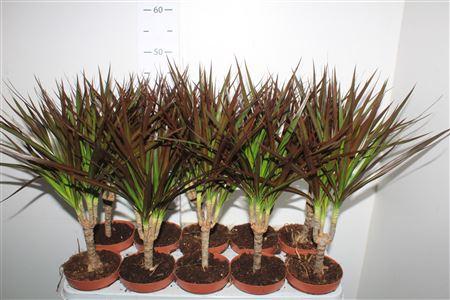 Горшечные цветы и растения оптом Dra Marg Magenta от 10шт из Голландии с доставкой по России