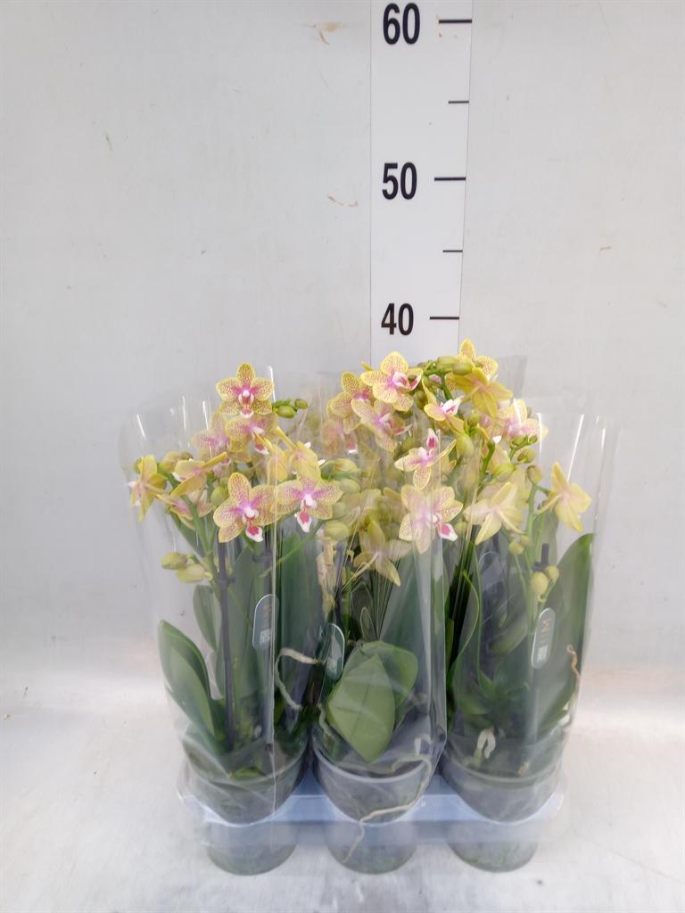 Горшечные цветы и растения оптом Phalaenopsis Multi. ...yellow от 6шт (для телеги) из Голландии с доставкой по России