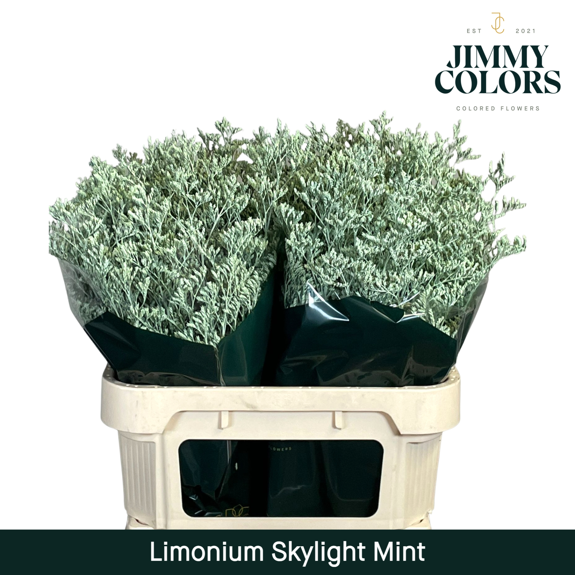 Срезанные цветы оптом Limonium skylight paint mint green от 75шт из Голландии с доставкой по России