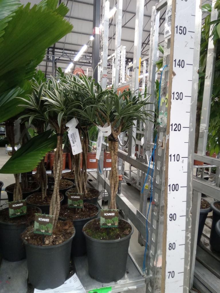 Горшечные цветы и растения оптом Dracaena Refl.   ... от 1шт из Голландии с доставкой по России