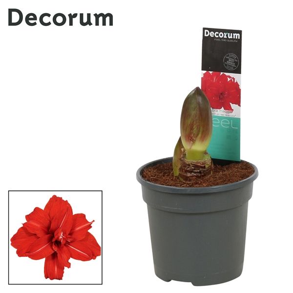 Горшечные цветы и растения оптом Hipp Red Peacock 2pp (decorum) от 8шт из Голландии с доставкой по России