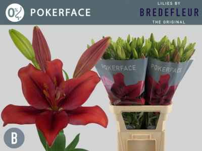 Срезанные цветы оптом Lilium la pokerface от 50шт из Голландии с доставкой по России