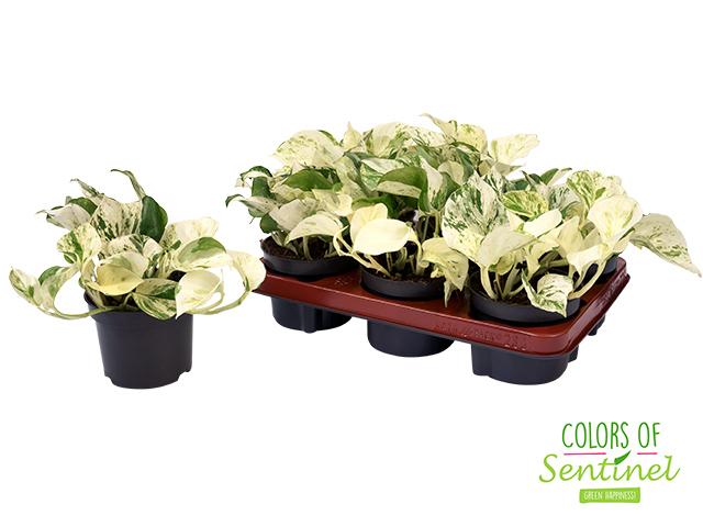 Горшечные цветы и растения оптом Epipr Happy Leaf от 6шт из Голландии с доставкой по России