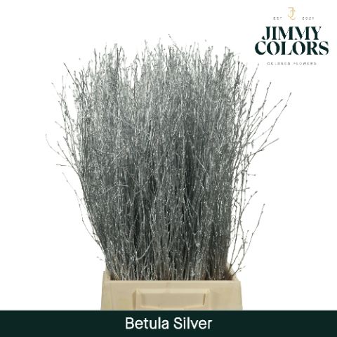 Срезанные цветы оптом Betula paint silver от 20шт из Голландии с доставкой по России