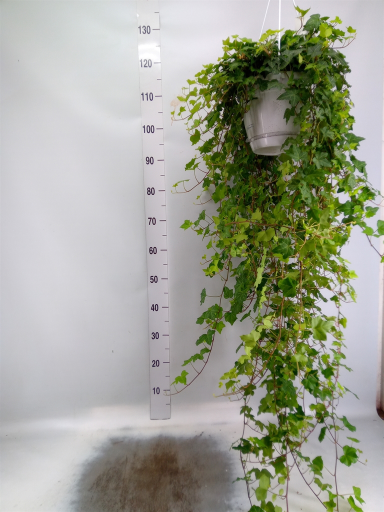 Горшечные цветы и растения оптом Hedera Pittsburgh Hangpot от 1шт из Голландии с доставкой по России