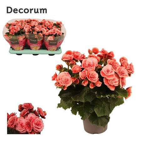 Горшечные цветы и растения оптом Begonia Borias (decorum) от 6шт из Голландии с доставкой по России