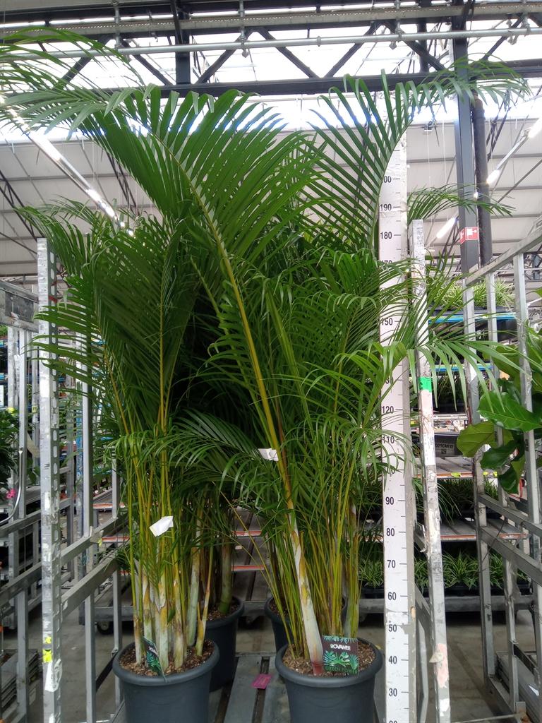 Горшечные цветы и растения оптом Dypsis Lutescens   ...chrysalidoca от 1шт из Голландии с доставкой по России