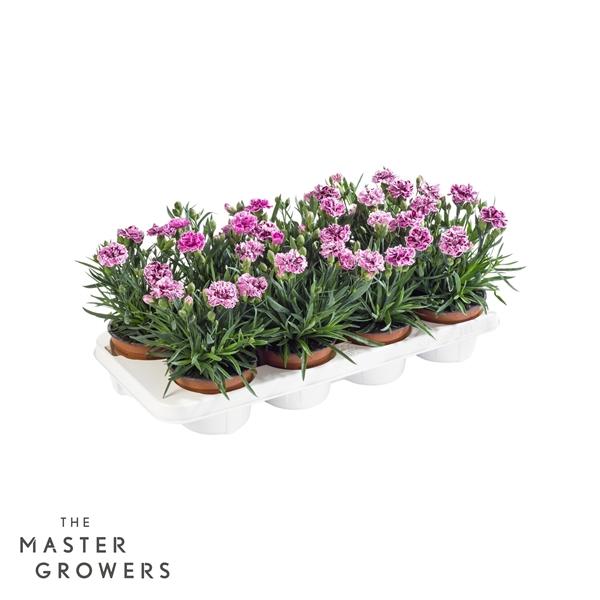 Горшечные цветы и растения оптом Dianthus Car Sissy от 8шт из Голландии с доставкой по России Горшечные цветы и растения оптом Dianthus Car Sissy от 8шт из Голландии с доставкой по России