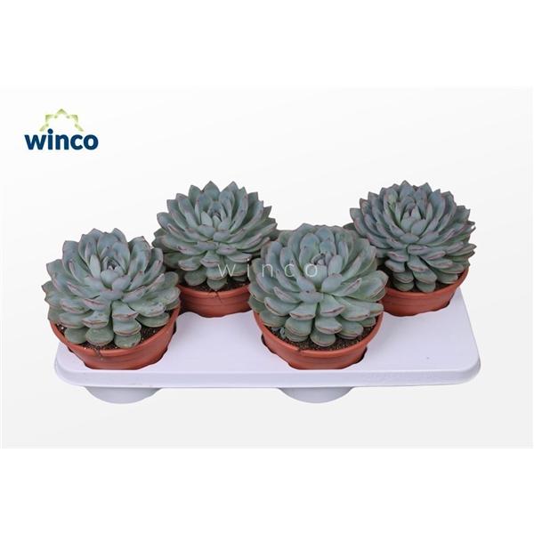 Горшечные цветы и растения оптом Echeveria Pink Edge от 3шт из Голландии с доставкой по России