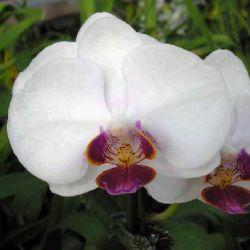 Срезанные цветы оптом Phalaenopsis red lips (per flower) от 25шт. из Голландии с доставкой по России