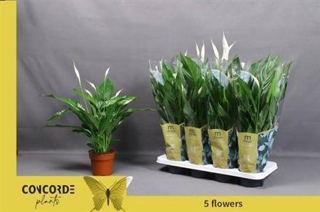 Горшечные цветы и растения оптом Spath Sweet Chico  5+ от 8шт из Голландии с доставкой по России