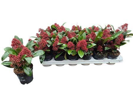 Горшечные цветы и растения оптом Skim J Rubella 2-3++ от 18шт (для телеги) из Голландии с доставкой по России