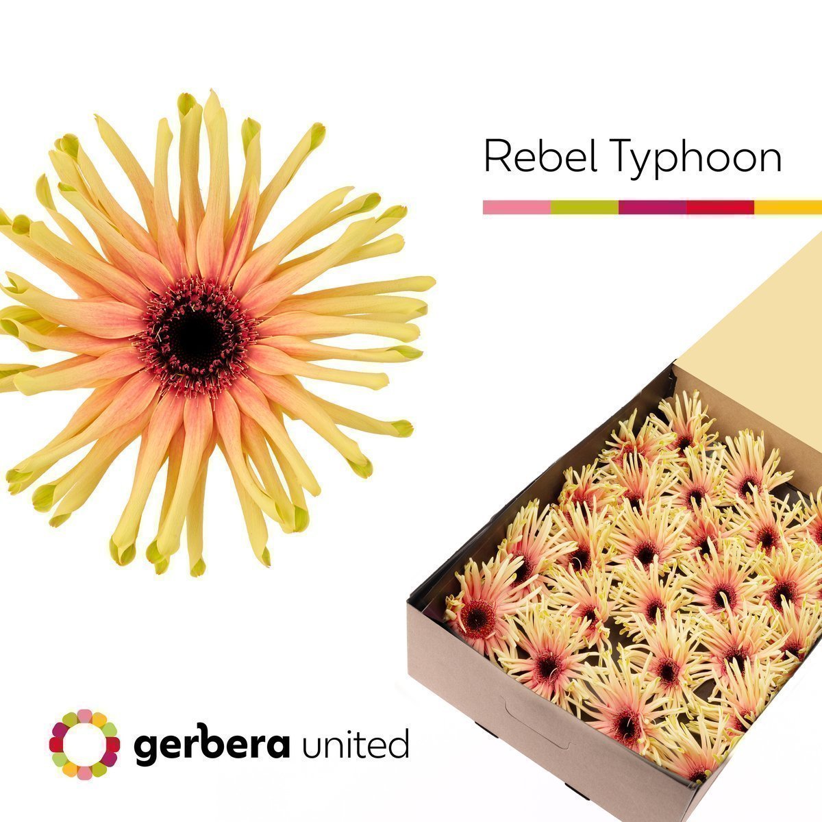Срезанные цветы оптом Gerbera rebel typhoon от 50шт из Голландии с доставкой по России