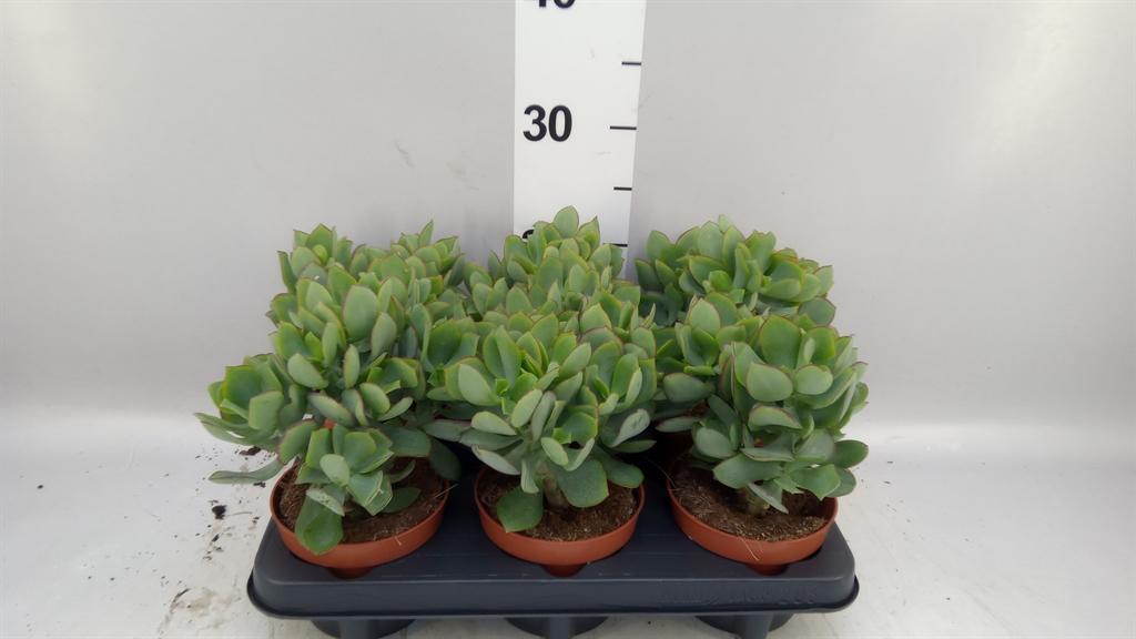 Горшечные цветы и растения оптом Crassula Arborescens petit Wave от 6шт из Голландии с доставкой по России