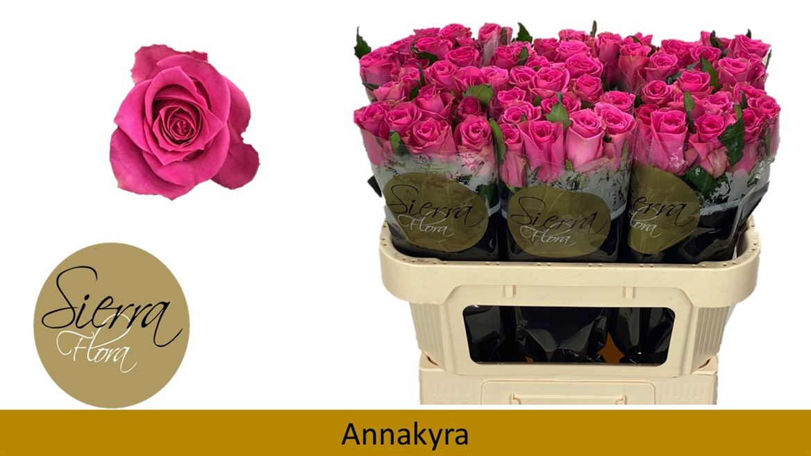 Срезанные цветы оптом Rosa large annakyra от 60шт из Голландии с доставкой по России