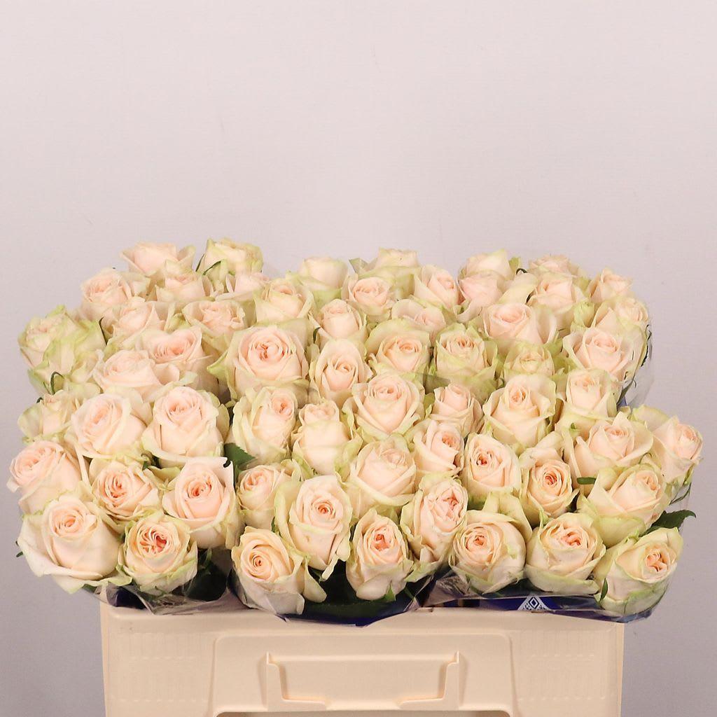 Срезанные цветы оптом Rosa large wedding rose от 60шт из Голландии с доставкой по России