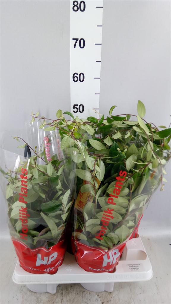 Горшечные цветы и растения оптом Aeschynanthus Lobb. variegatus от 4шт из Голландии с доставкой по России