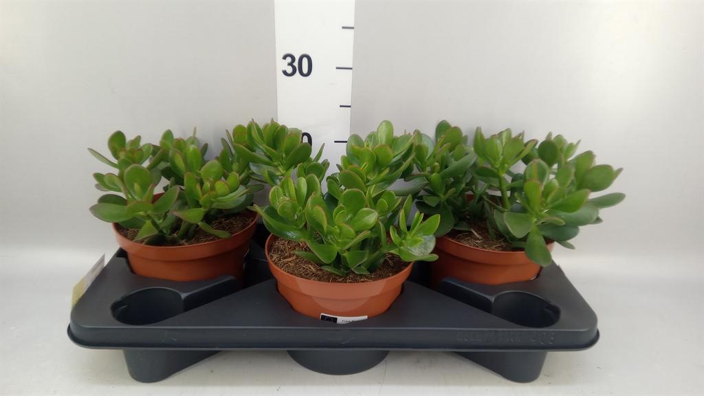 Горшечные цветы и растения оптом Crassula Ovata от 3шт из Голландии с доставкой по России