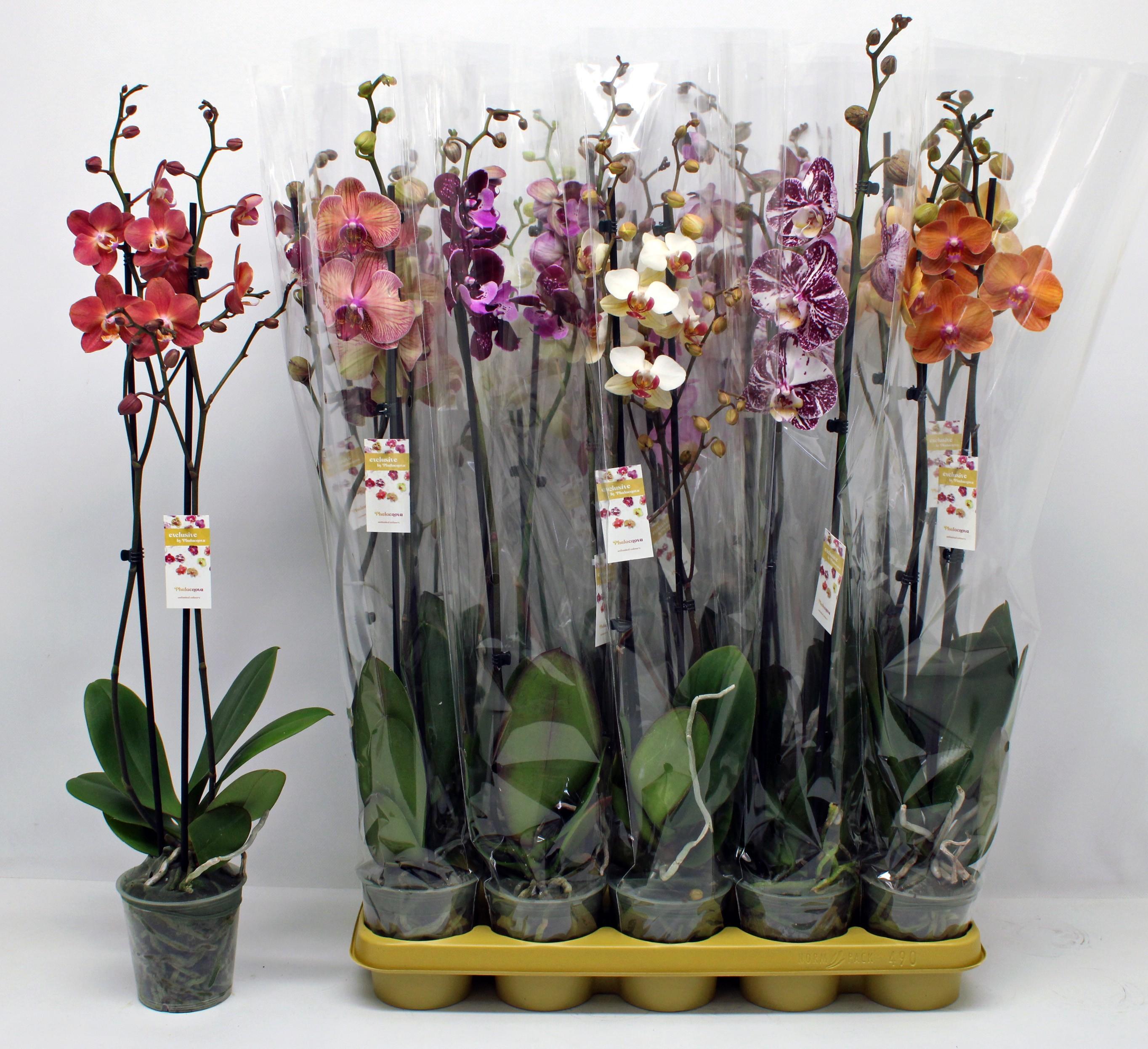 Горшечные цветы и растения оптом Phal Gem 10 Kl от 10шт из Голландии с доставкой по России