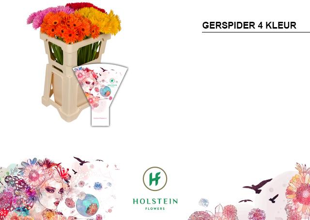 Срезанные цветы оптом Gerbera gerspider mix от 80шт из Голландии с доставкой по России