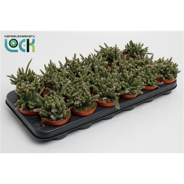 Горшечные цветы и растения оптом Rhipsalis Horrida от 18шт (для телеги) из Голландии с доставкой по России