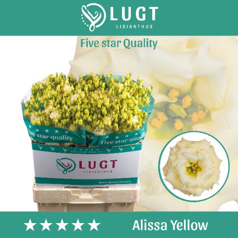 Срезанные цветы оптом Lisianthus do alissa yellow A от 40шт из Голландии с доставкой по России