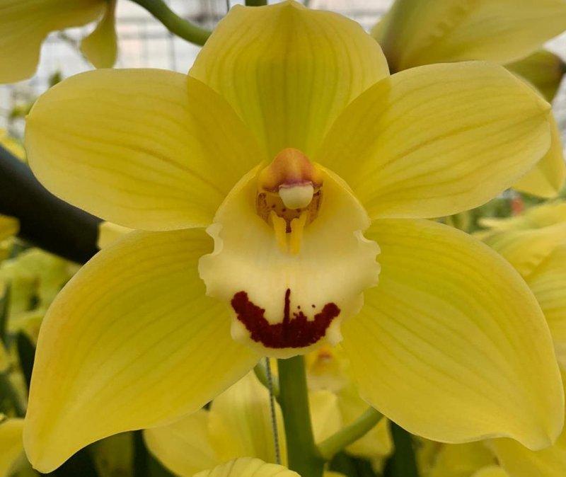 Срезанные цветы оптом Cymbidium yellow glitter от 2шт из Голландии с доставкой по России