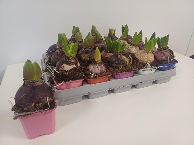 Горшечные цветы и растения оптом Hyacin Gem 5 Kl от 20шт (для телеги) из Голландии с доставкой по России