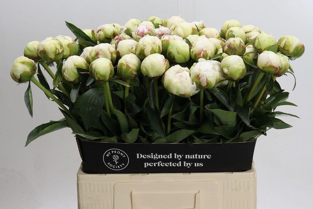 Срезанные цветы оптом Paeonia bowl of cream от 60шт. из Голландии с доставкой по России