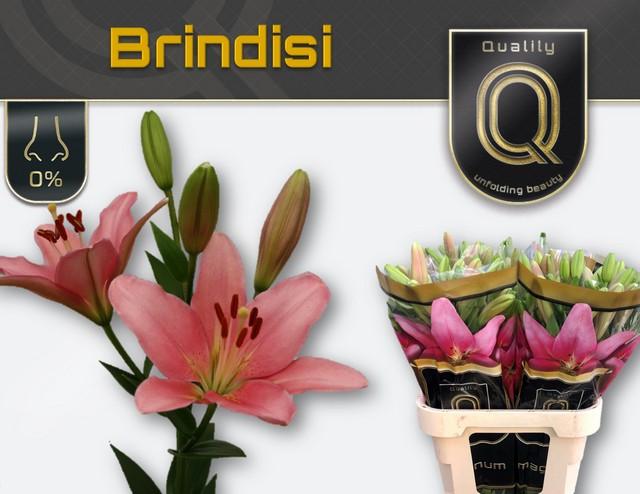 Срезанные цветы оптом Lilium la brindisi magnum от 50шт из Голландии с доставкой по России