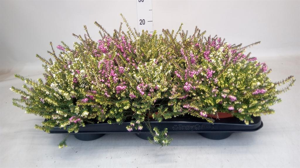 Горшечные цветы и растения оптом Erica Darley.   ...mix 2 / Pot от 6шт из Голландии с доставкой по России