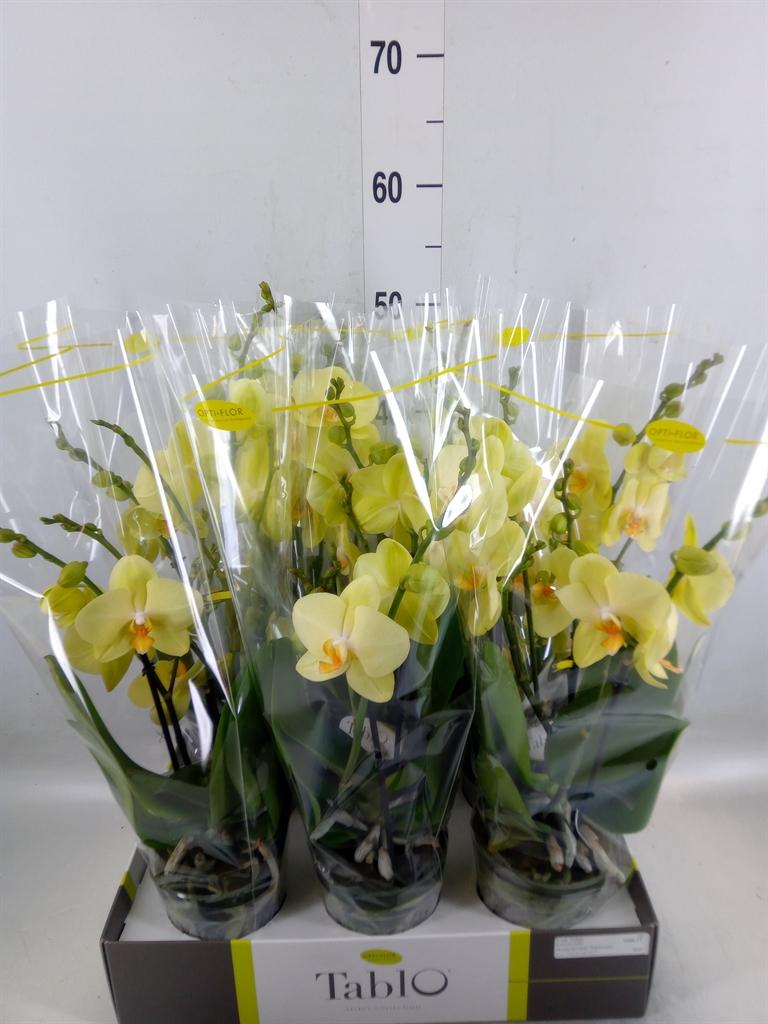 Горшечные цветы и растения оптом Phalaenopsis   ...yellow от 6шт из Голландии с доставкой по России