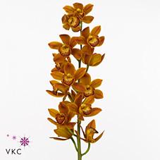 Срезанные цветы оптом Minicymbidium sakura от 10шт из Голландии с доставкой по России