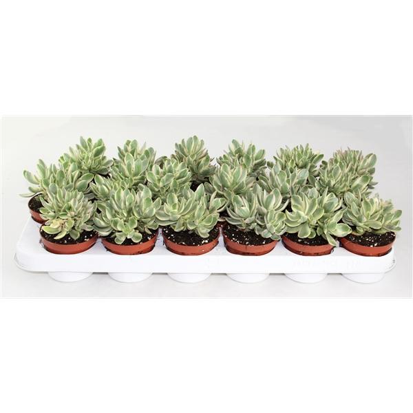 Горшечные цветы и растения оптом Crassula Moneymaker Varigata от 12шт (для телеги) из Голландии с доставкой по России
