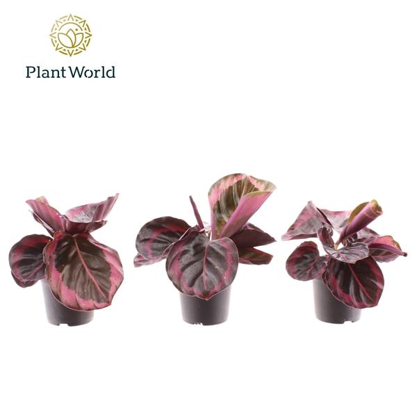 Горшечные цветы и растения оптом Calathea Princess Jesse Decorum от 16шт (для телеги) из Голландии с доставкой по России