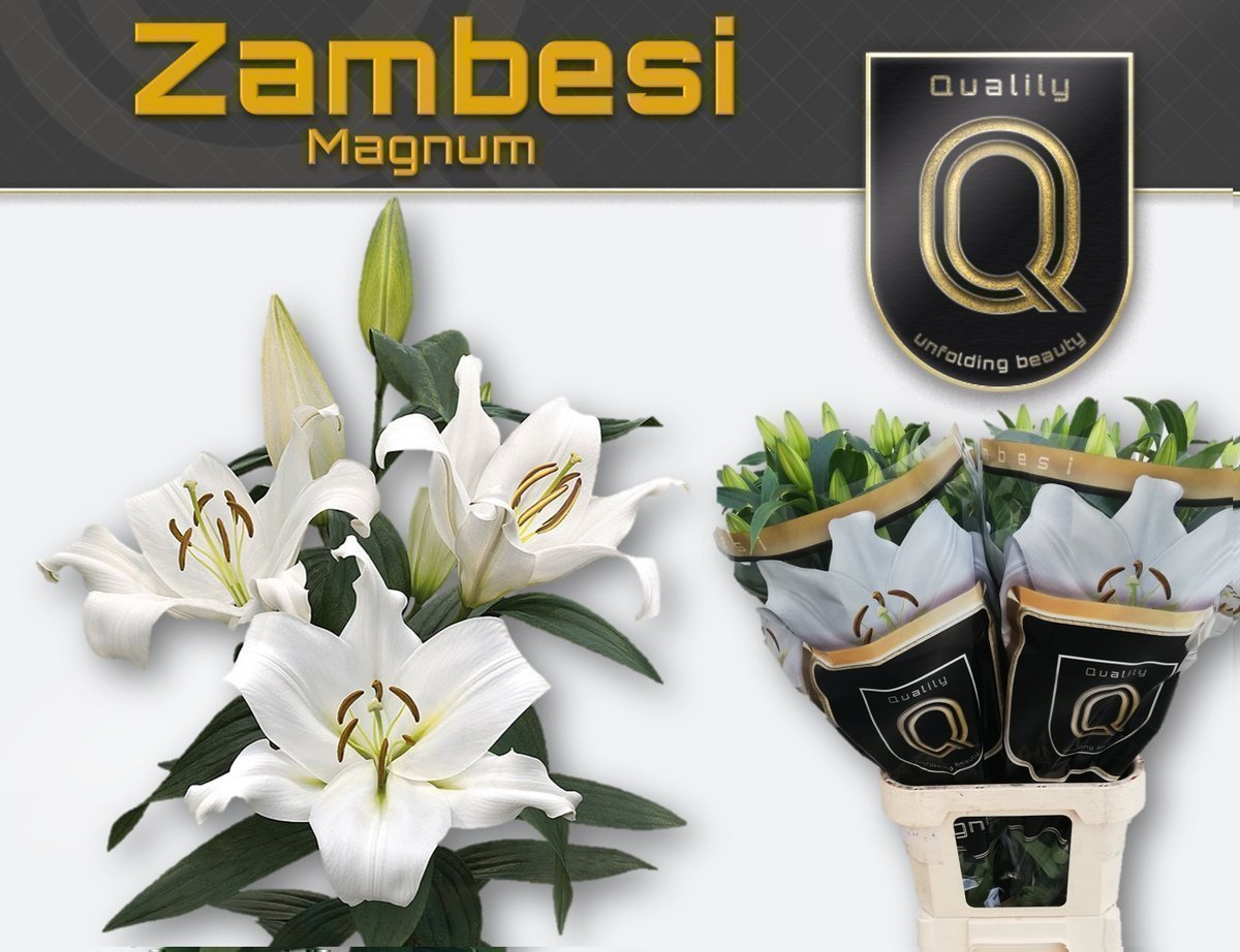 Срезанные цветы оптом Lilium or zambesi от 30шт. из Голландии с доставкой по России