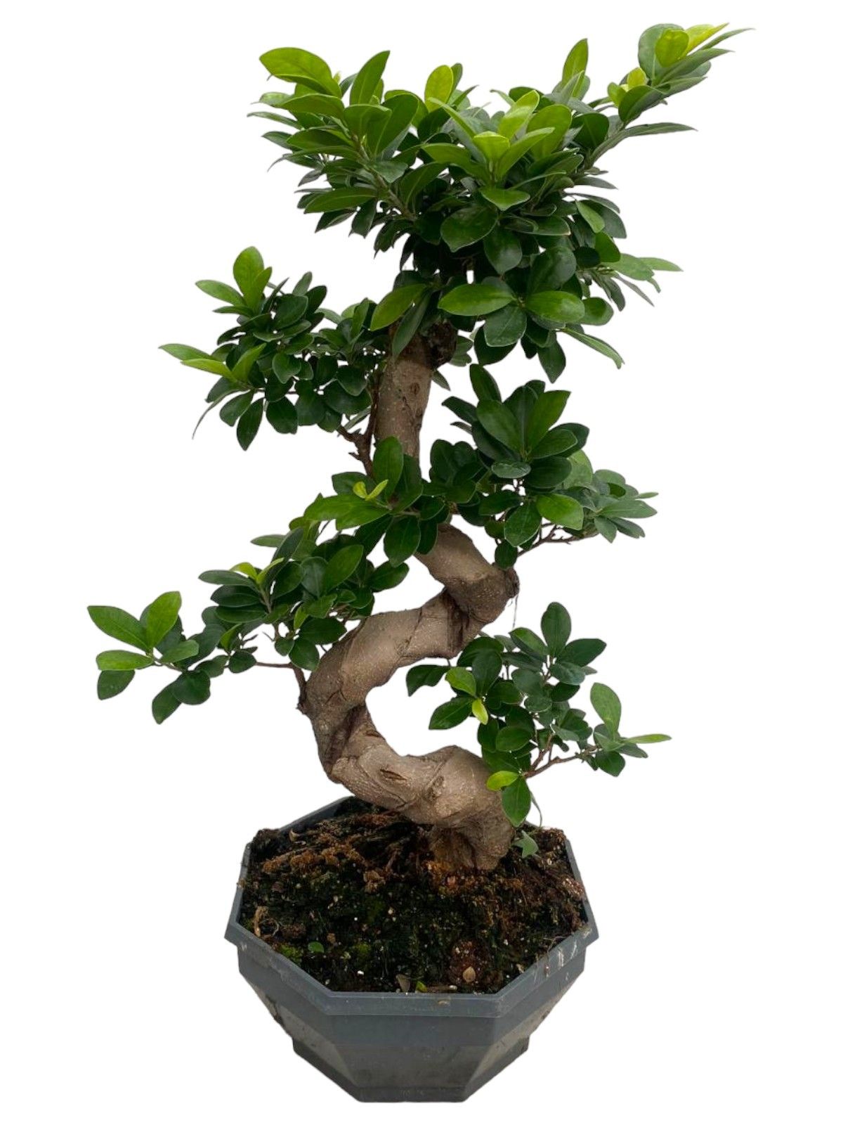 Горшечные цветы и растения оптом Ficus Ginseng S-type от 1шт из Голландии с доставкой по России