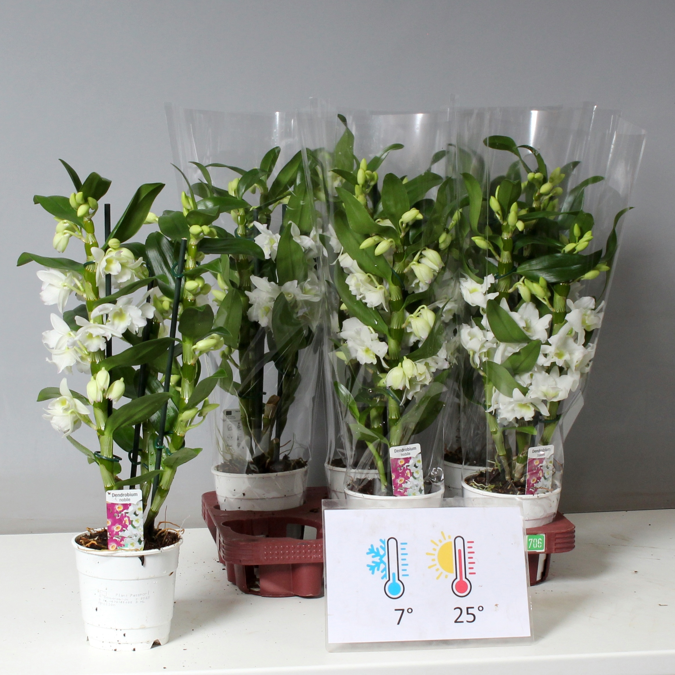 Горшечные цветы и растения оптом Dendr N Sc Apollon от 6шт из Голландии с доставкой по России