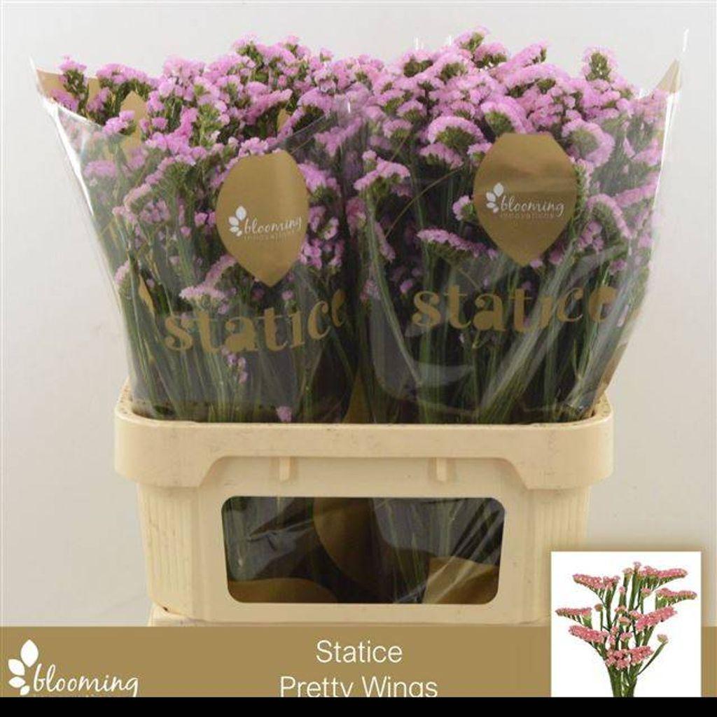 Срезанные цветы оптом Statice pretty wings от 50шт из Голландии с доставкой по России
