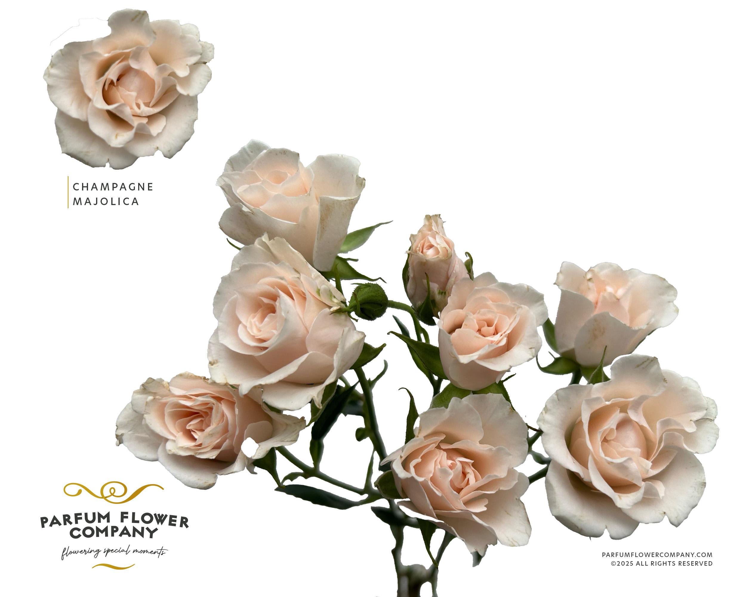 Срезанные цветы оптом Rosa spray garden parfum champagne majolica от 36шт из Голландии с доставкой по России