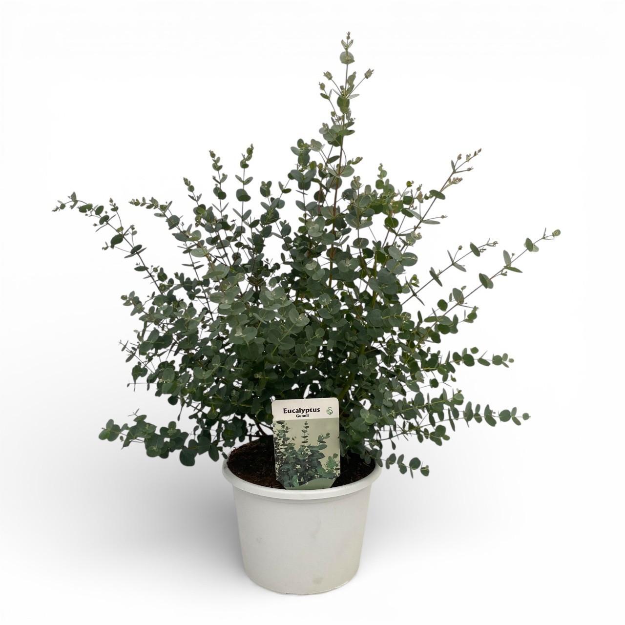 Горшечные цветы и растения оптом Eucalyptus Gunnii от 3шт из Голландии с доставкой по России