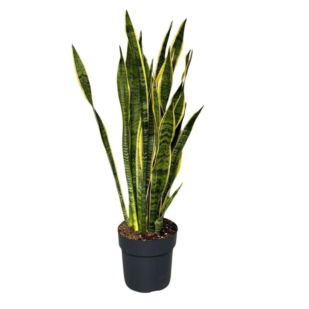 Горшечные цветы и растения оптом Sansevieria Laurentii от 1шт из Голландии с доставкой по России