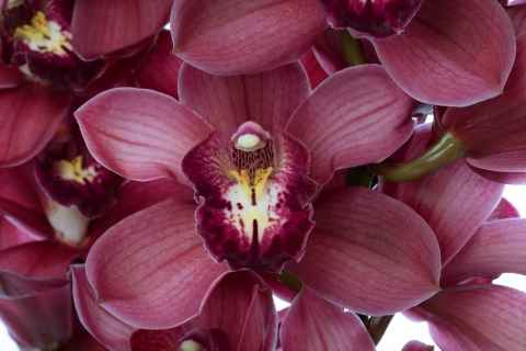 Срезанные цветы оптом Cymbidium red belta от 6шт из Голландии с доставкой по России