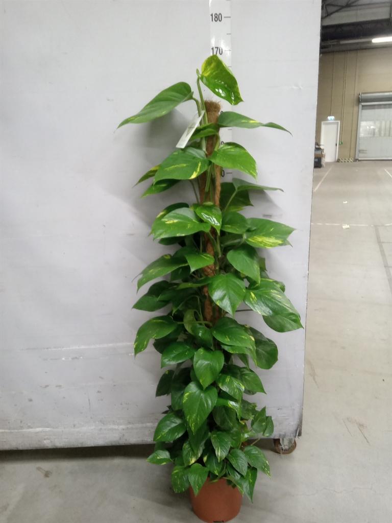 Горшечные цветы и растения оптом Epipremnum Pinn.   ...moss Stick от 1шт из Голландии с доставкой по России